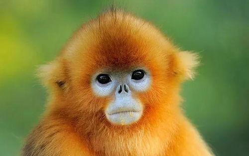 金吉鸟最新爆料图片高清,惊艳瞬间尽收眼底  第1张